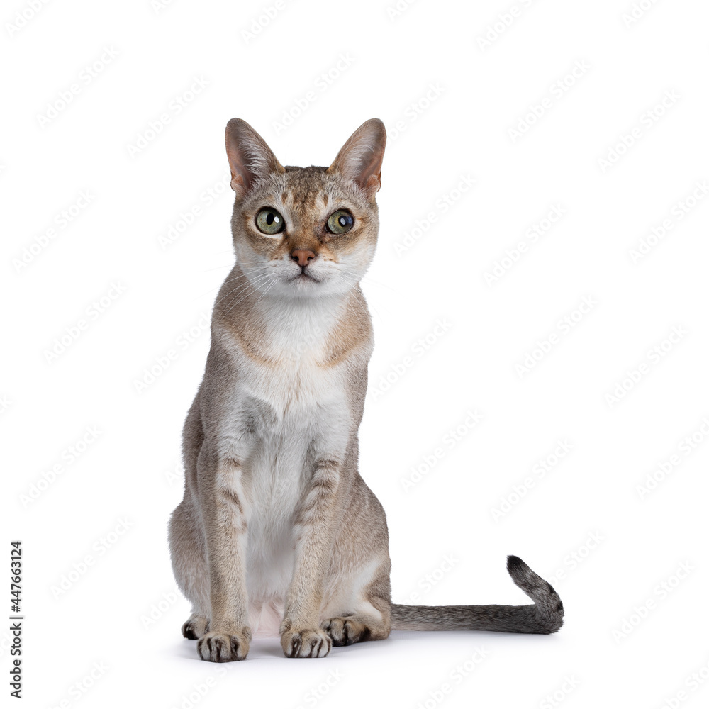 Senior male Singapura cat, sitting up facing front. Looking towards camera. Isolated on a white background.
