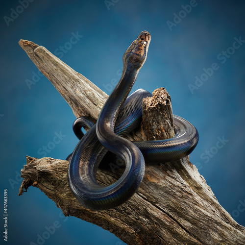 Reticulated Python (Python reticulatus) on blue background on a wooden branch. rainbow snake shimmers in different colors