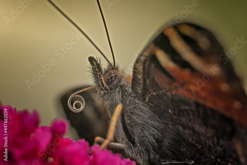 butterfly on a flower photo