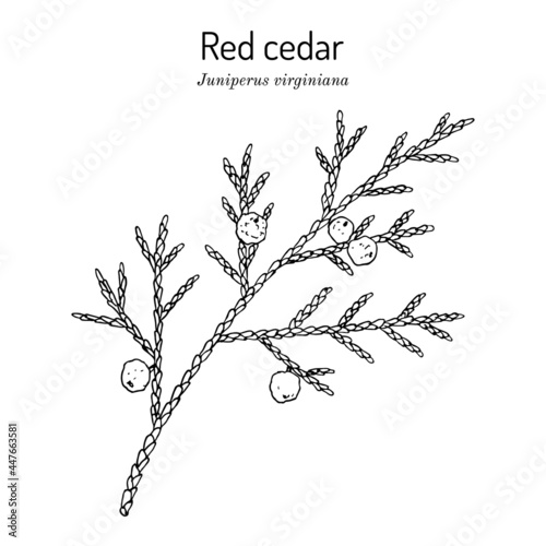 Eastern redcedar or Virginian juniper Juniperus virginiana , state tree of Tennessee photo