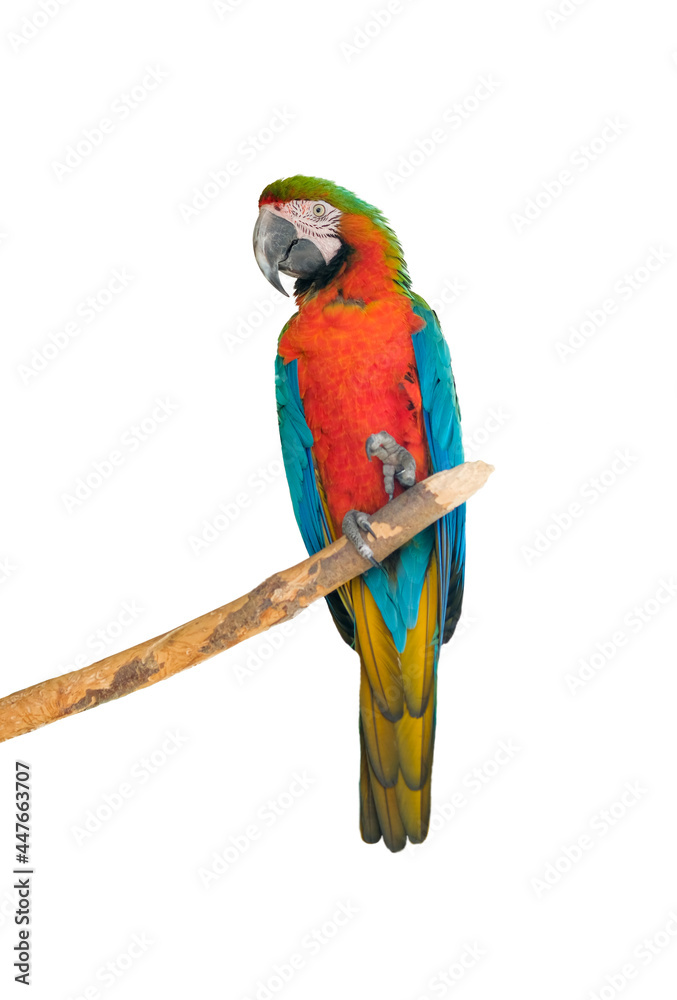 Big beautiful red parrot scarlet macaw Ara macao. Portrait of a parrot isolated on a white background.