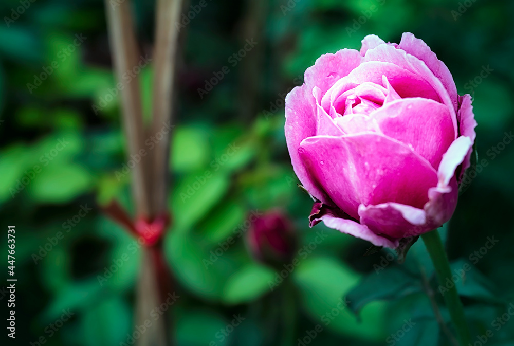 Beautiful Pink rose flower in the garden