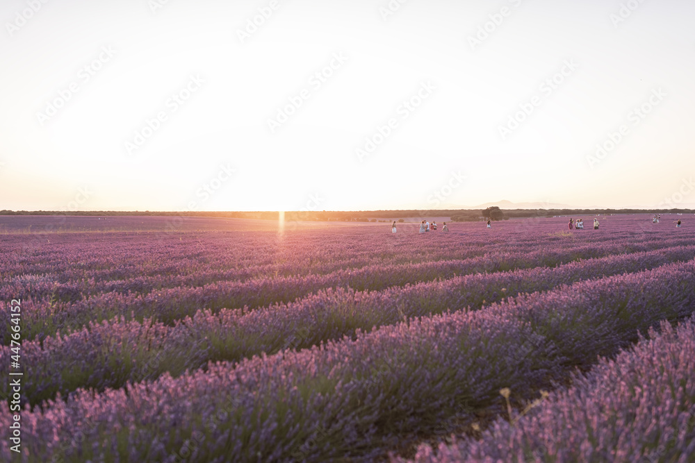 Fields of lavender at dusk before being harvested in the town of Brihuega. Fields of lavender at dusk before being harvested in the town of Brihuega.