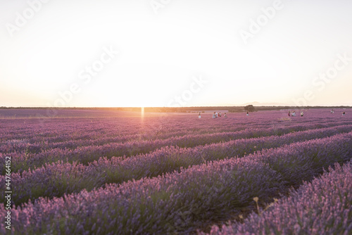 Fields of lavender at dusk before being harvested in the town of Brihuega.
