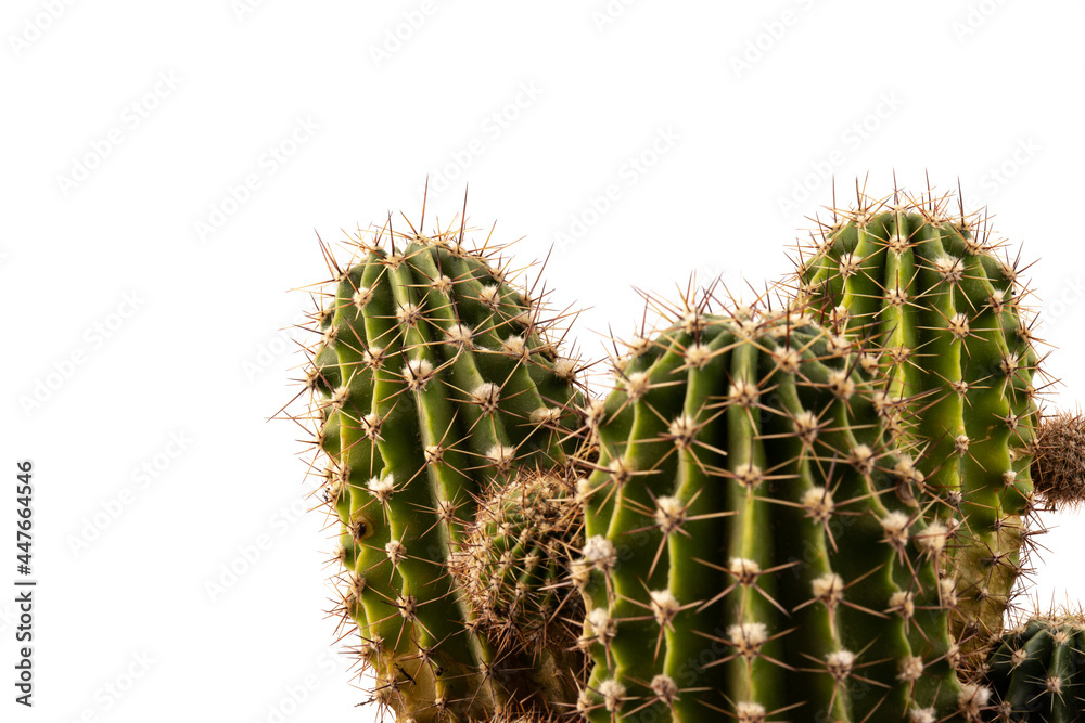 Cactus isolated on white background. free space for text. Cactus isolated on white background. free space for text.