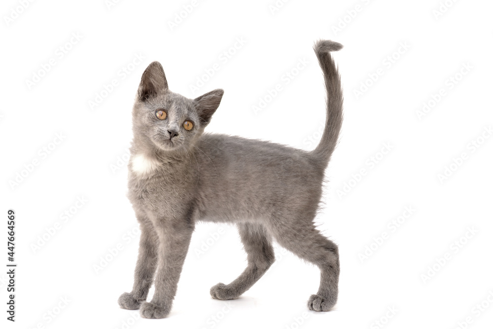 A gray kitten is playing and posing. Photo of a pet on a white background. A gray kitten is playing and posing. Photo of a pet on a white background.