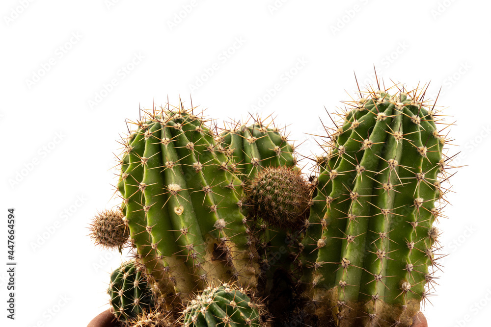 Cactus isolated on white background. free space for text. Cactus isolated on white background. free space for text.