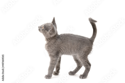 A gray kitten is playing and posing. Photo of a pet on a white background.