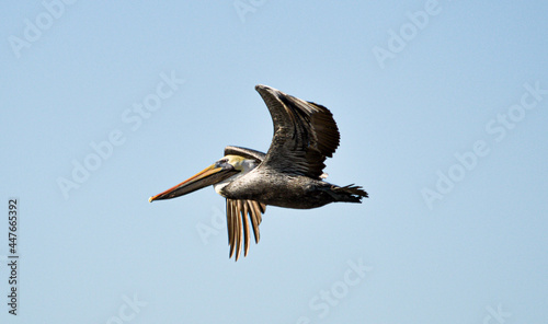 pelican in flight