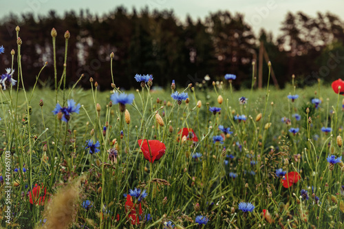 Wild flowers on the summer field