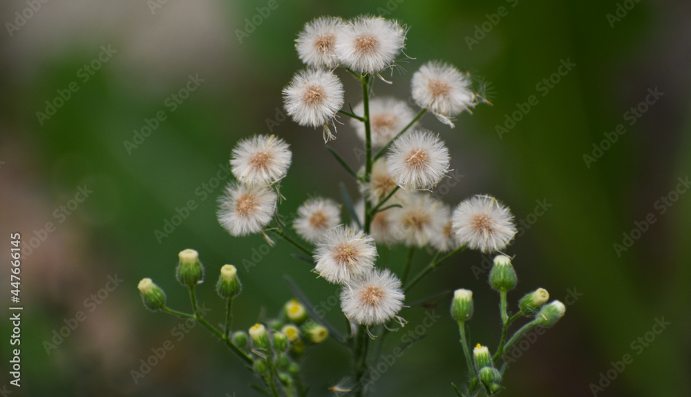 Beautiful Erigeron Bonariensis flower in monsoon Beautiful Erigeron Bonariensis flower in monsoon