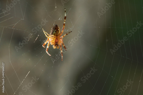 Common garden spider (Araneus diadematus) is sitting in the net. Spider web, wet spider net.