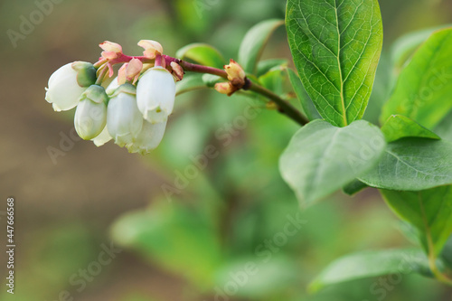 Canvas-taulu Flowering Blueberries