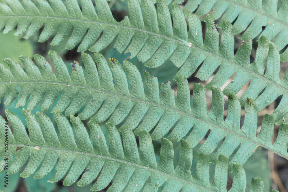 Fototapeta premium Textures of wild fern leaves in the jungle.