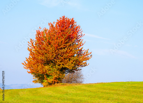 tree in the field in autumn