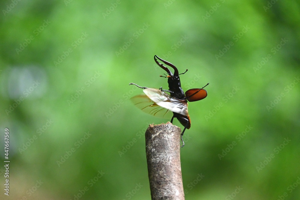 ノコギリクワガタが飛ぶ瞬間