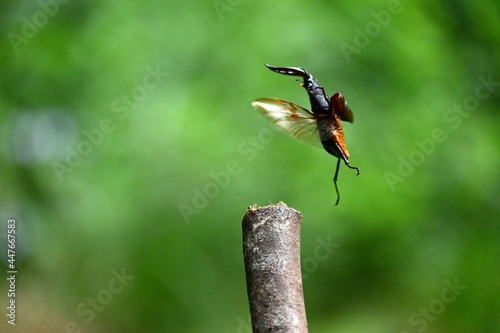 ノコギリクワガタが飛ぶ瞬間