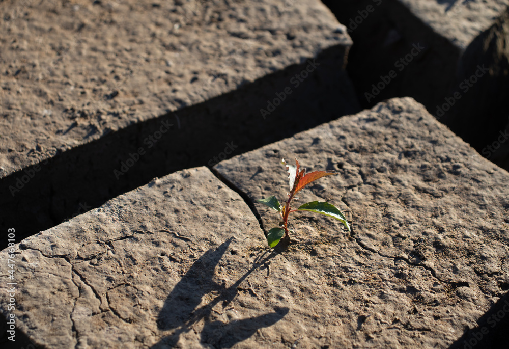 plant growing on cracked ground. plant growing on cracked ground.