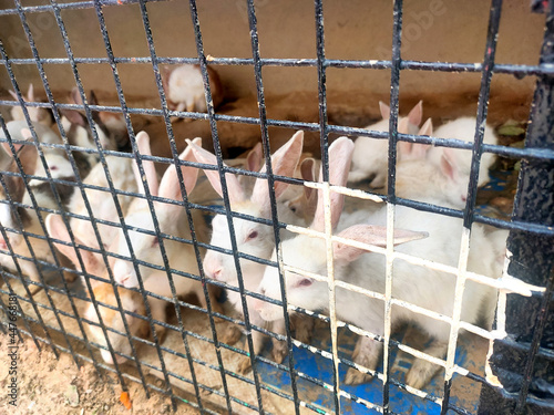 Rabbits inside a cage for sell at traditional asian animal market