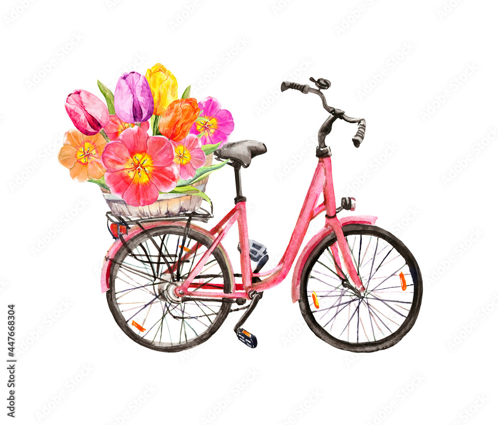 Pink bicycle, tulip flowers in basket. Watercolor