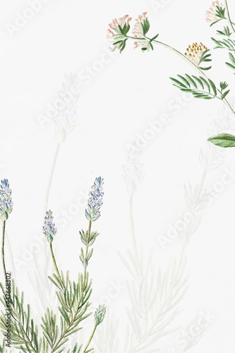 French Lavender and Kidney Vetch frame vector photo
