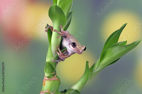 Close-up of an Australian green tree frog on a plant, Indonesia