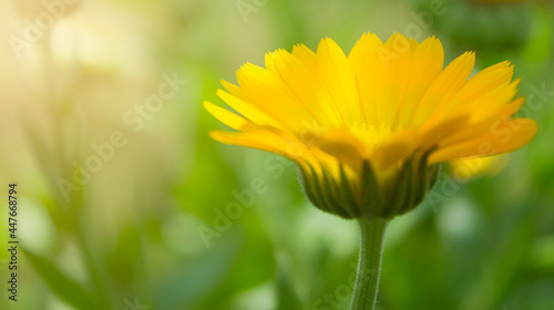 Orange flower of calendula on a sunny day close up