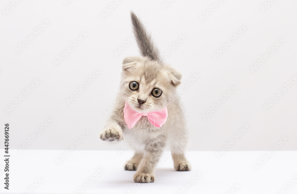 Small cute gray and white playful kitten sitting with a pink bow around its neck on a white or gray background: gift on , place for text, soft focus