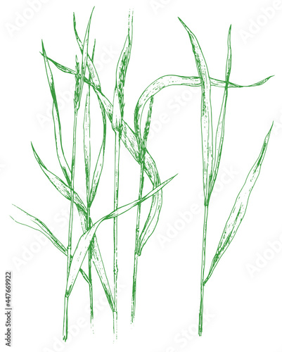 Vector drawing of Elytrigia, with leaves and spikelets of green color on a white background. hand-drawn in the sketch style field weed creeping grass isolated contour of green color on a white backgro