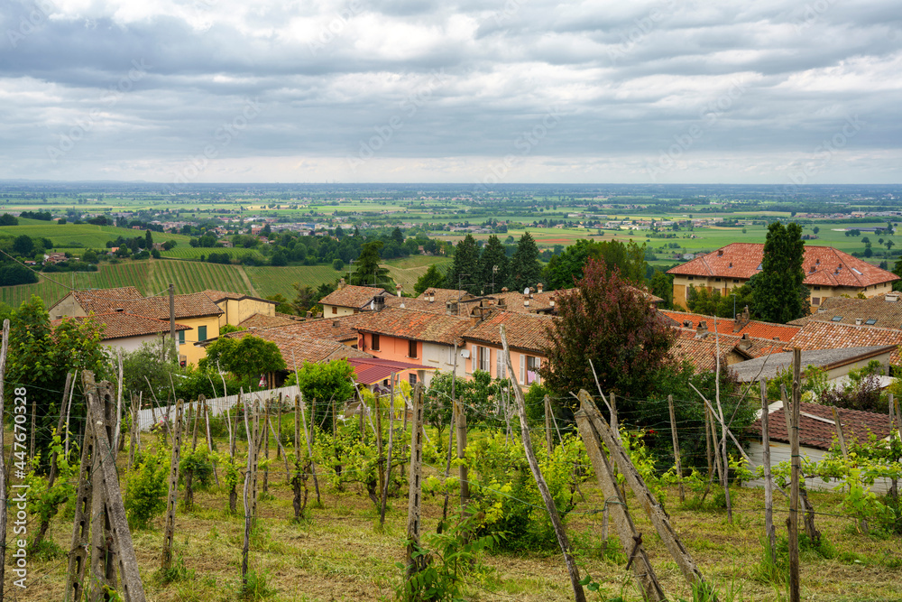 Vineyards in Oltrepo Pavese, italy, at springtime