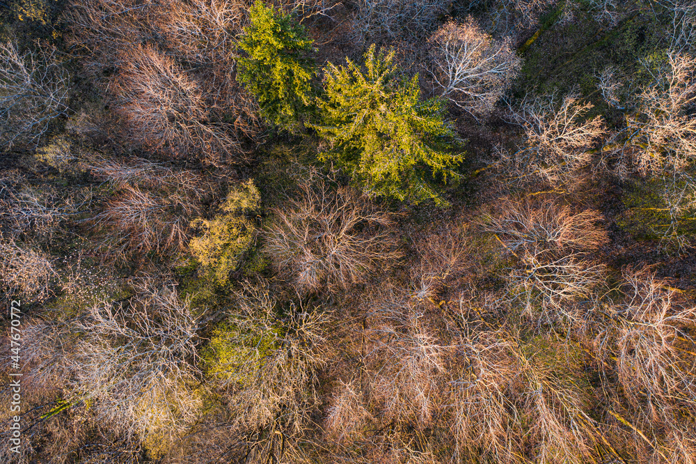 Top view of deciduous tree forest in the beginning of spring Top view of deciduous tree forest in the beginning of spring