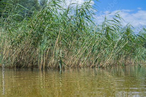 Reed over the water of a forest lake.