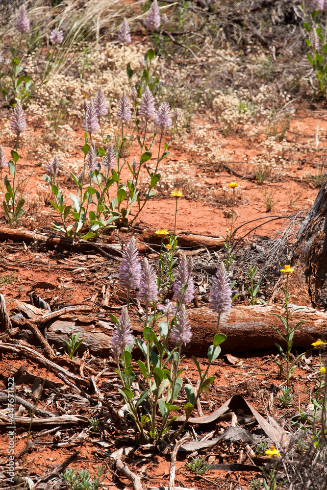 Fototapeta premium Cobar Australia, flowering pink mulla-mulla in bushland