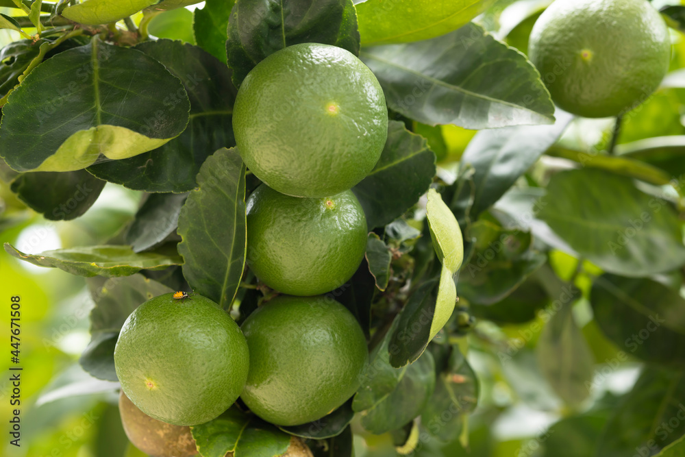 Close up of green limes and leaves on nature background