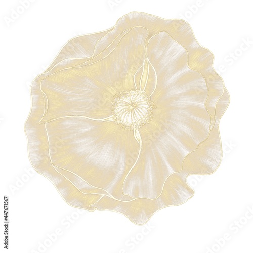 Golden decorative illustration of a bud, a poppy flower on a white background - an isolated elemen