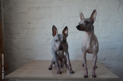 Dog american hairless terrier photo