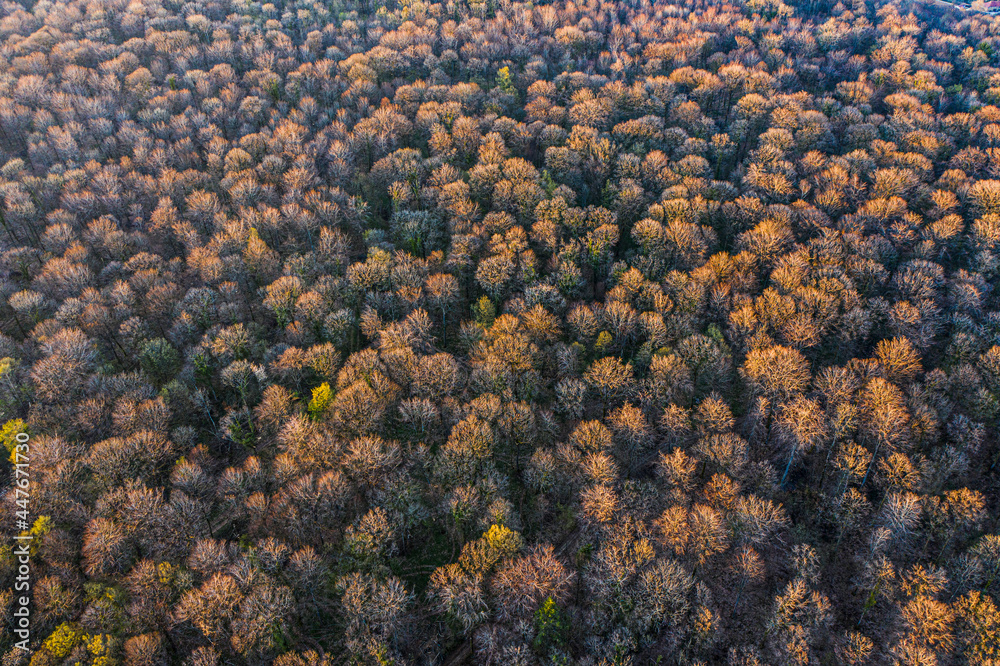 Top view of deciduous tree forest in the beginning of spring Top view of deciduous tree forest in the beginning of spring