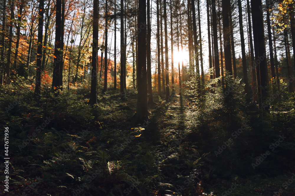 Obraz premium Forrest in beautiful lighting