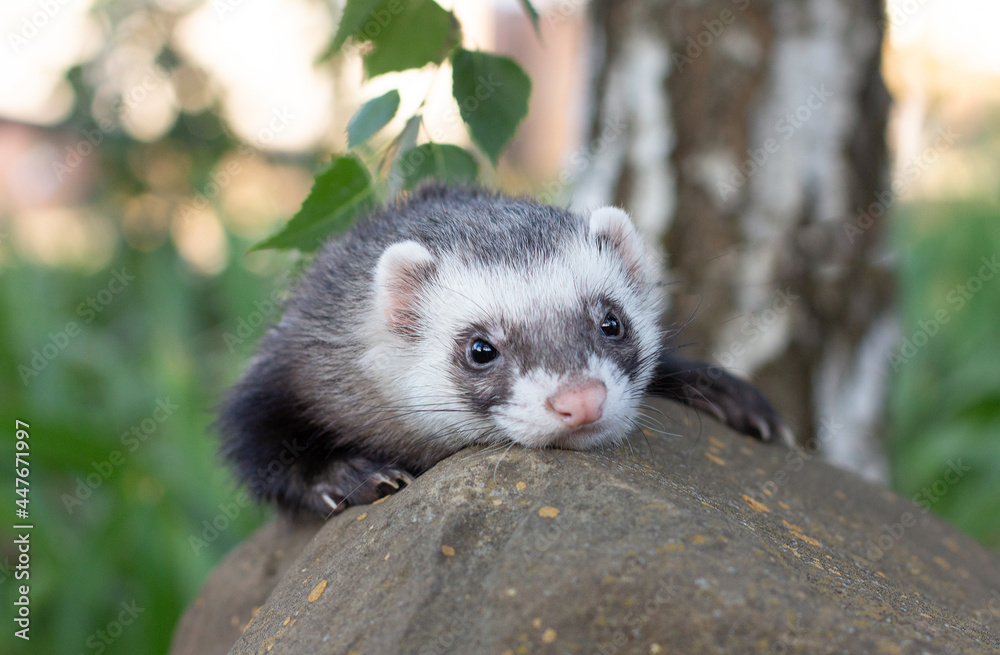 Sable ferret, Mustela putorius,sitting on the big stone green grass Sable ferret, Mustela putorius,sitting on the big stone green grass