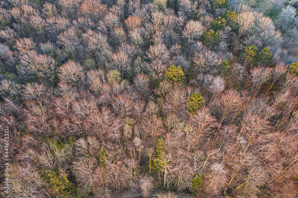 Top view of deciduous tree forest in the beginning of spring Top view of deciduous tree forest in the beginning of spring