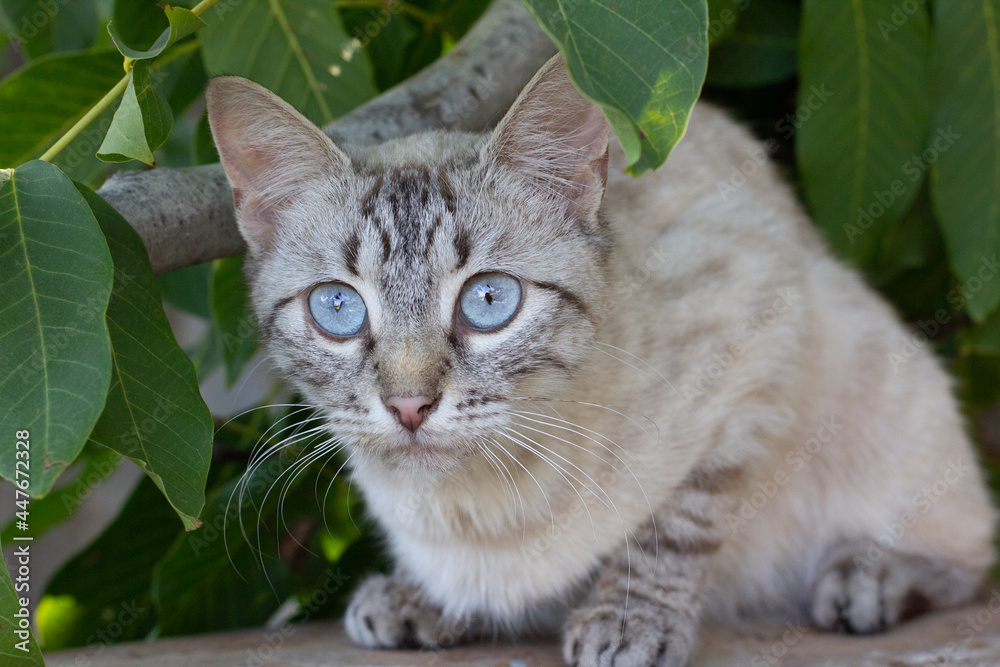 Portrait of a beautiful stray white and gray siamese mix cat with pretty big blue eyes lying down on the ground Portrait of a beautiful stray white and gray siamese mix cat with pretty big blue eyes lying down on the ground