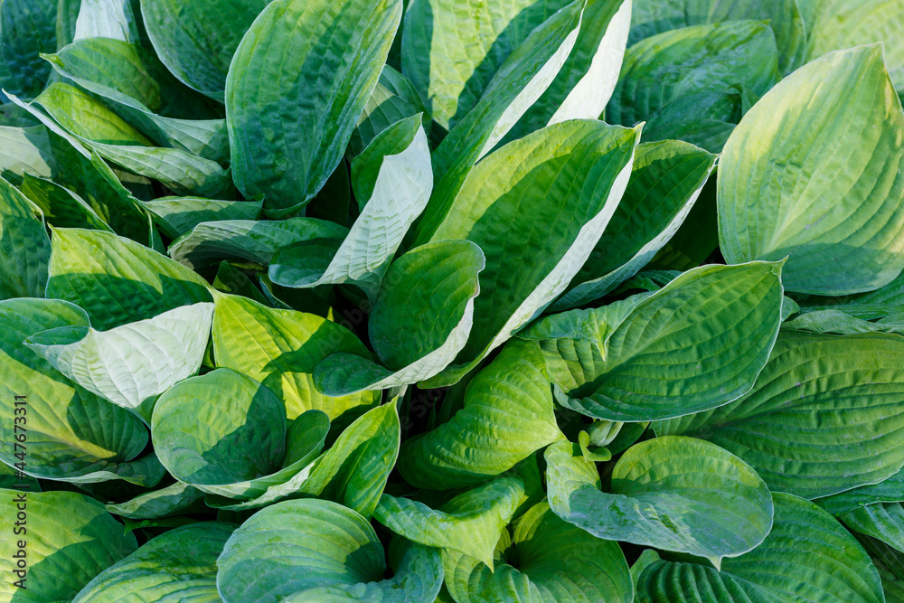 Fototapeta premium A plant with large green leaves in close-up in the rays of sunlight. The background image.