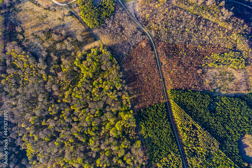 Aerial view of Landscape showing deciduous and spruce forest management in, Belgium, Near Orval