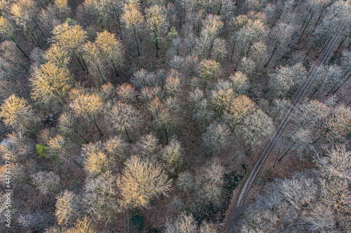 Top view of deciduous tree forest in the beginning of spring photo