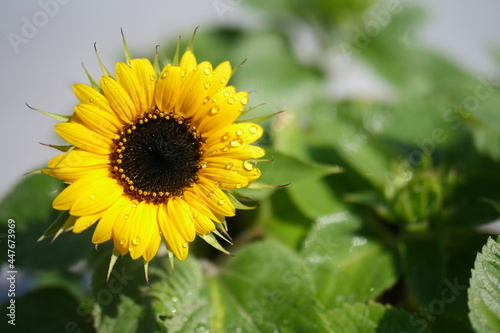 ひまわり
sunflower　