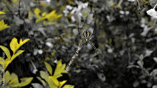 spider on the web © Arun