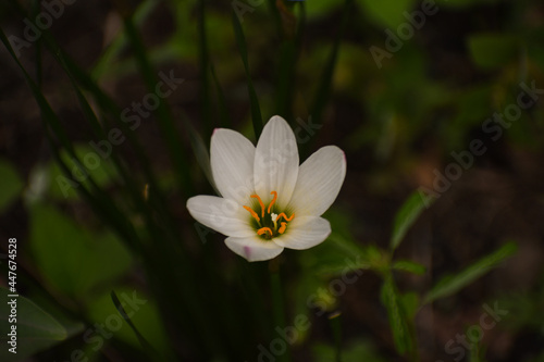 White rain lily and  peruvian swamp lily