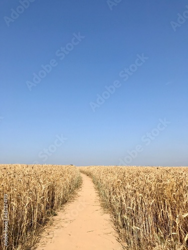 field of wheat © Александр Aleksandrs