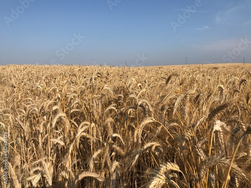golden wheat field