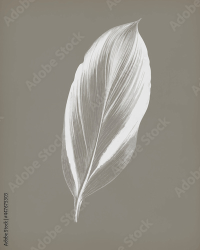 Dracaena Recina, succulent tropical leaf vintage vector, remix from original artwork of Benjamin Fawcett.